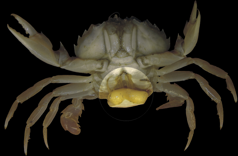 Illustration for article titled 12 Real Parasites That Control the Lives of Their Hosts